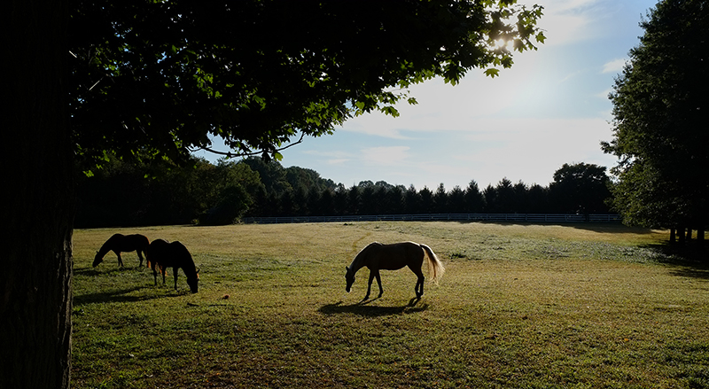 Photo of the horses in my neighbors pasture